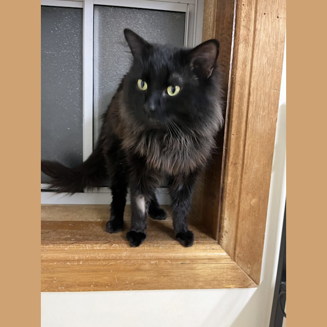 Photo of Leo Available At Thornton Pet Quarters