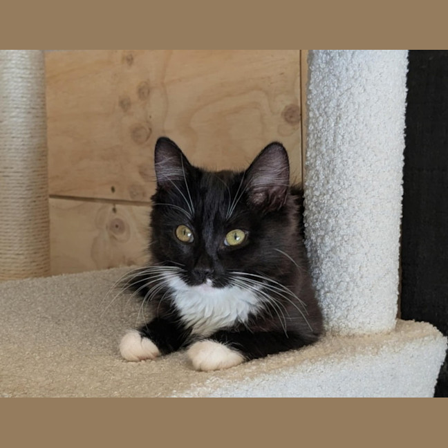 Photo of Opal *9 Lives Project Rescue*