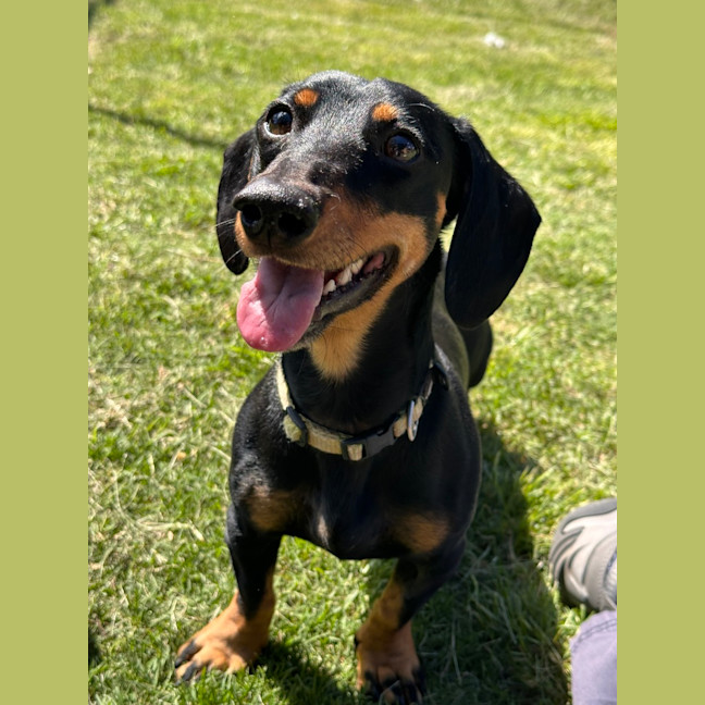Photo of Diesel