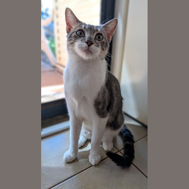 Photo of Juniper