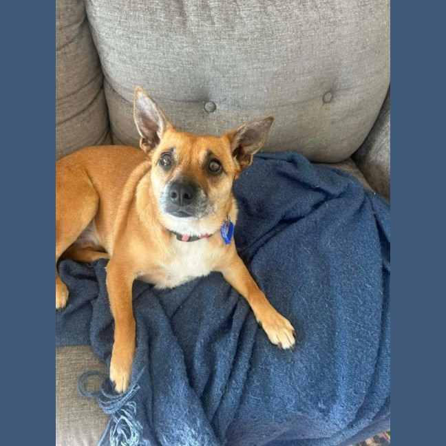 Photo of Remi   6 Year Old Jack Russell X, Girl