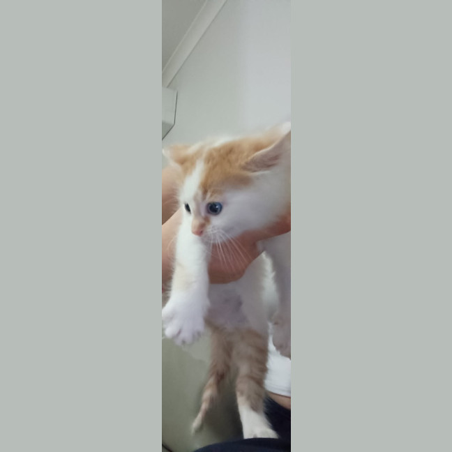 Photo of Crumpet