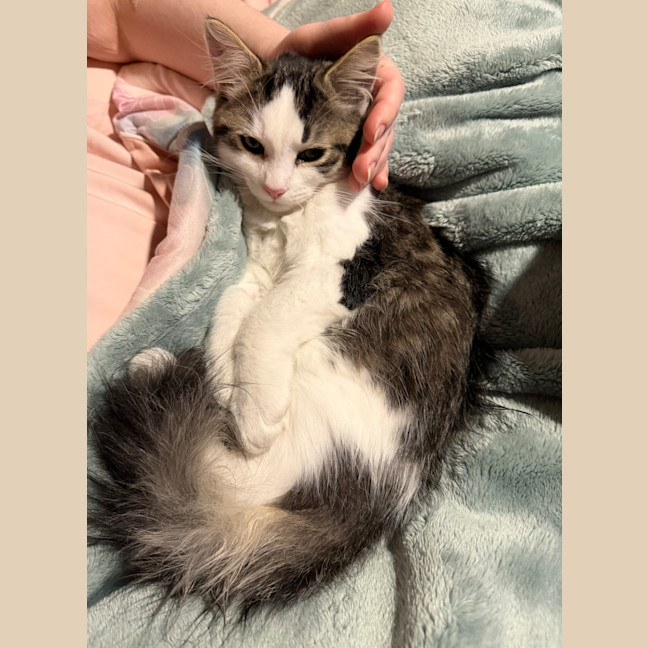 Photo of Bean Sprout