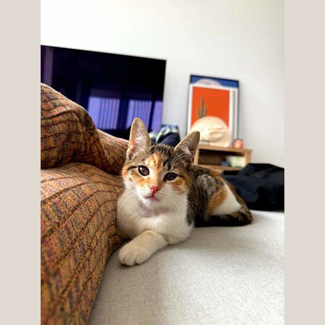 Photo of Vixen