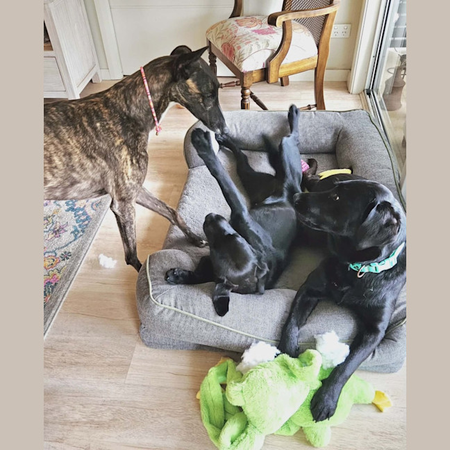 Photo of Brittney, The Greyhound