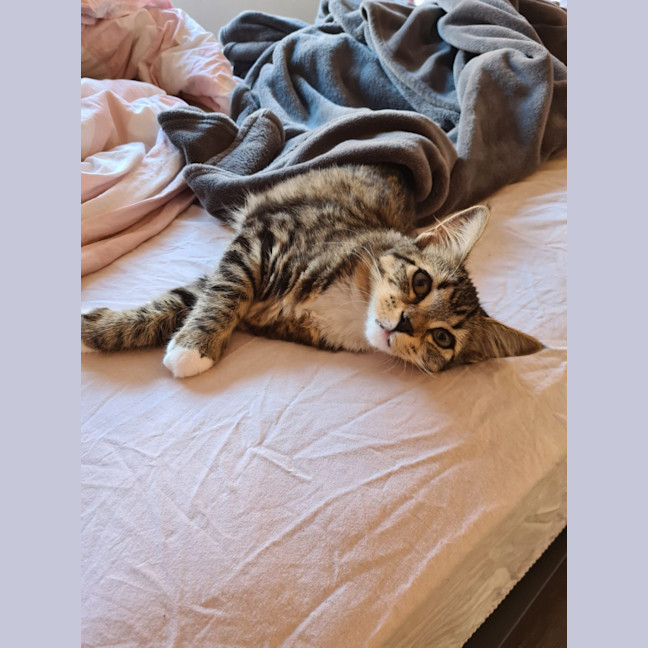 Photo of Twinkle Tail