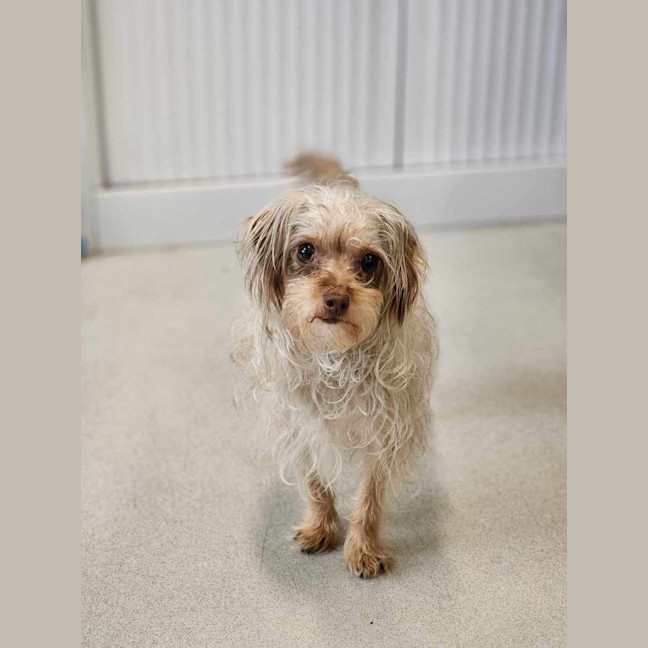 Photo of 🥐 Sandy 6064 🥐