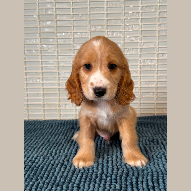 Photo of Riley