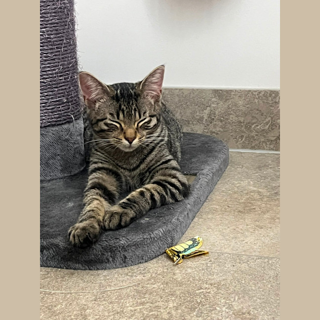 Photo of Frankie