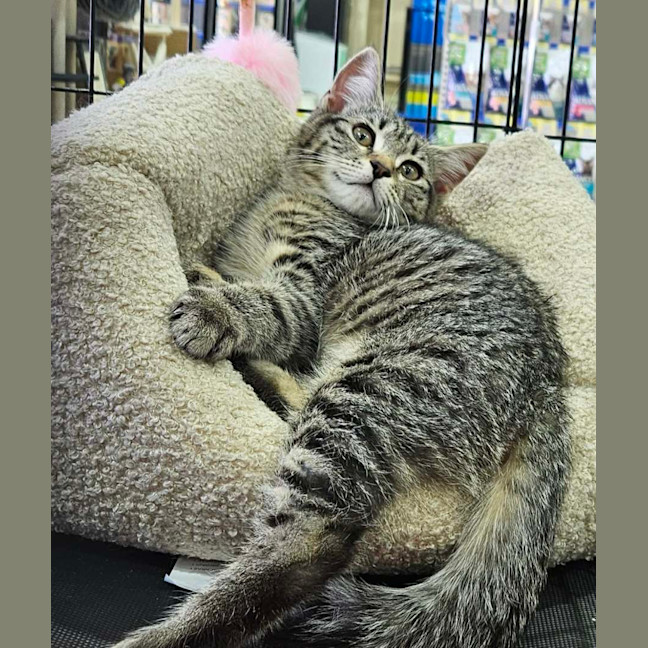 Photo of Katie *9 Lives Project Rescue*