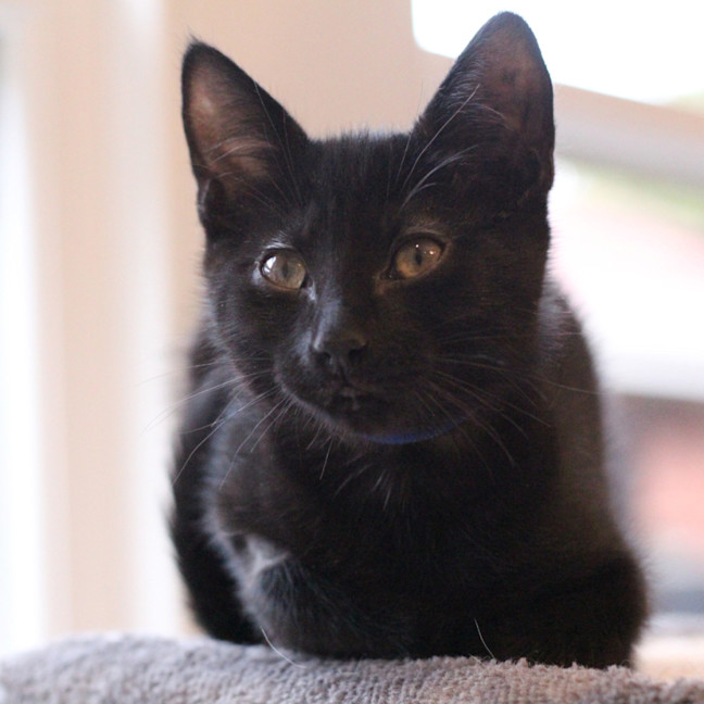 Photo of 💙 Moose 💙