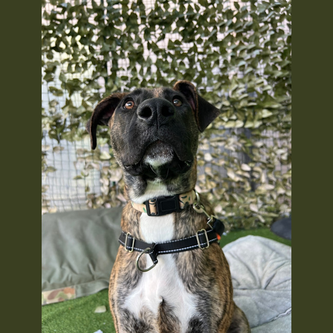 Photo of Indie
