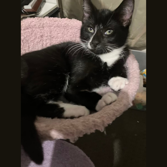 Photo of Bertie