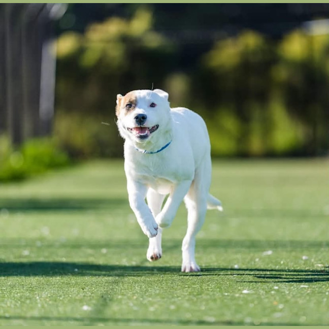 Photo of Tucker