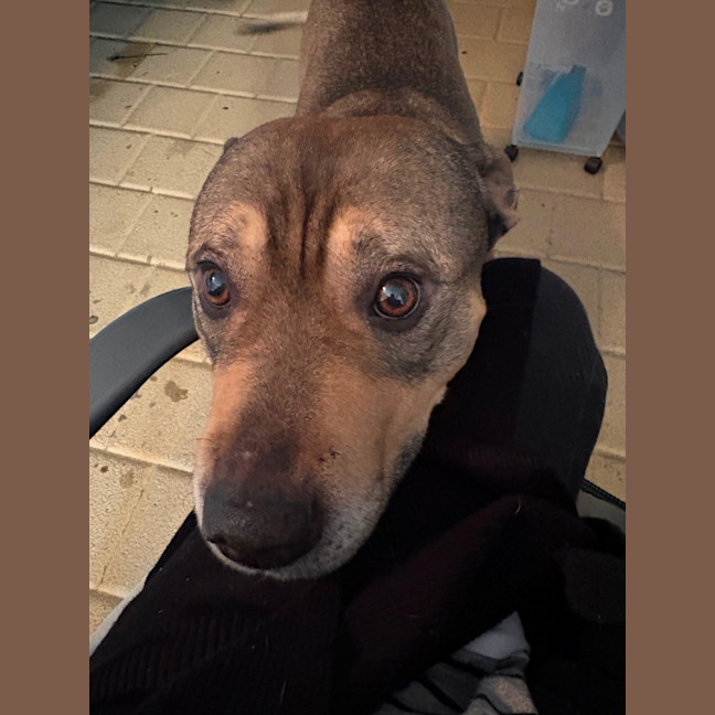 Photo of Harley 