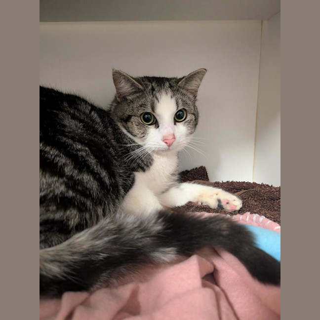 Photo of Pear