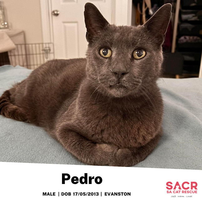 Photo of Pedro