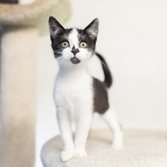 Photo of Maverick