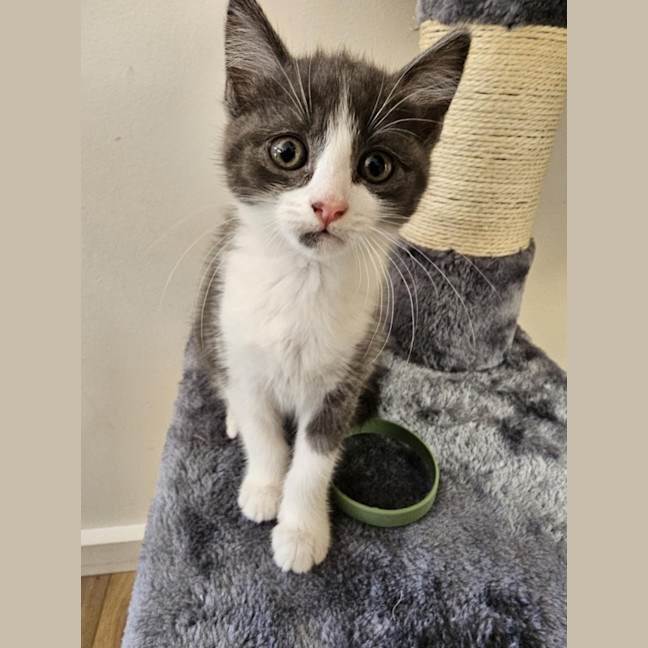 Photo of Penny Meet Me@Petstock Hastings Store