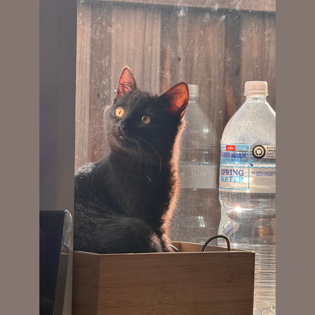 Photo of Cosmo