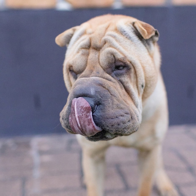 Photo of Frankie