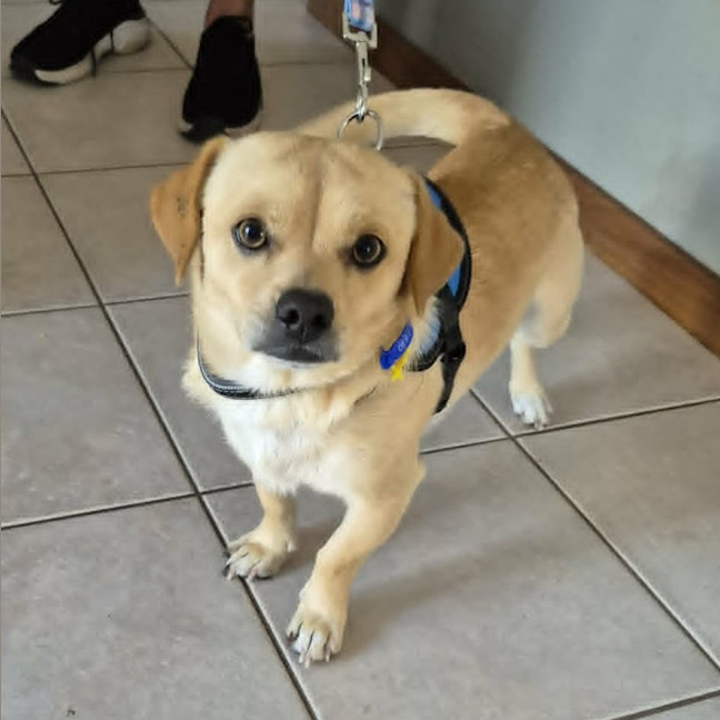 Photo of Roscoe