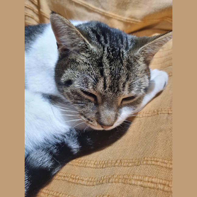 Photo of Daisy