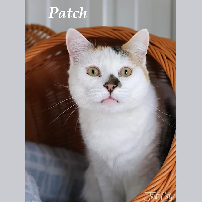 Photo of Patch