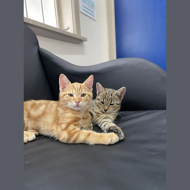 Photo of Carrot Cake