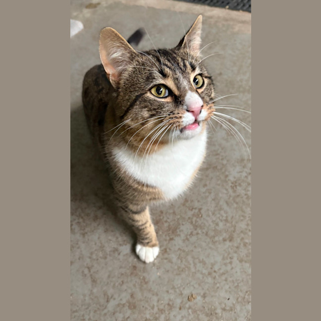 Photo of Wonton