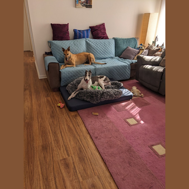 Photo of Flowers, The Greyhound