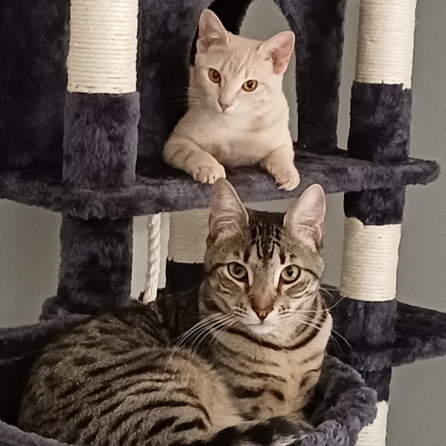 Photo of Jelly Bean (Groot)