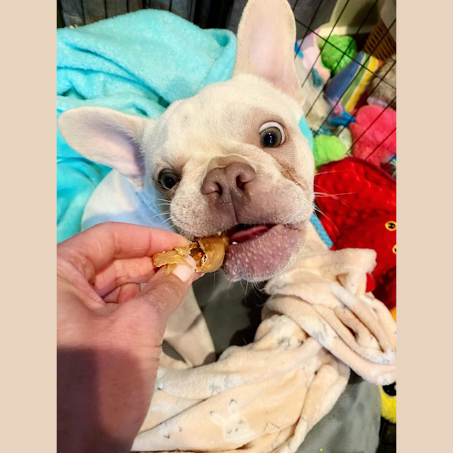 Photo of 🧚‍♀️pixie🧚‍♀️