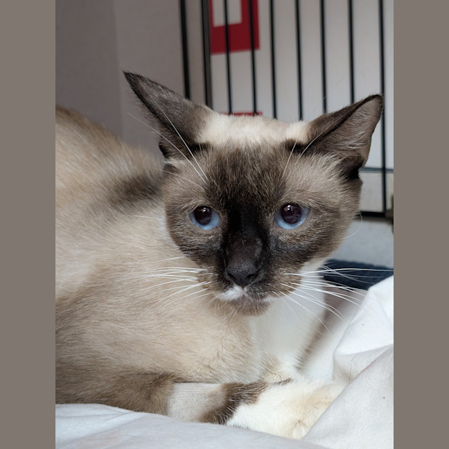 Photo of Duchess