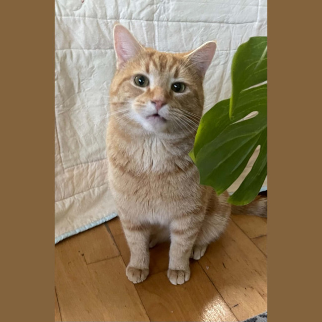 Photo of Dexter
