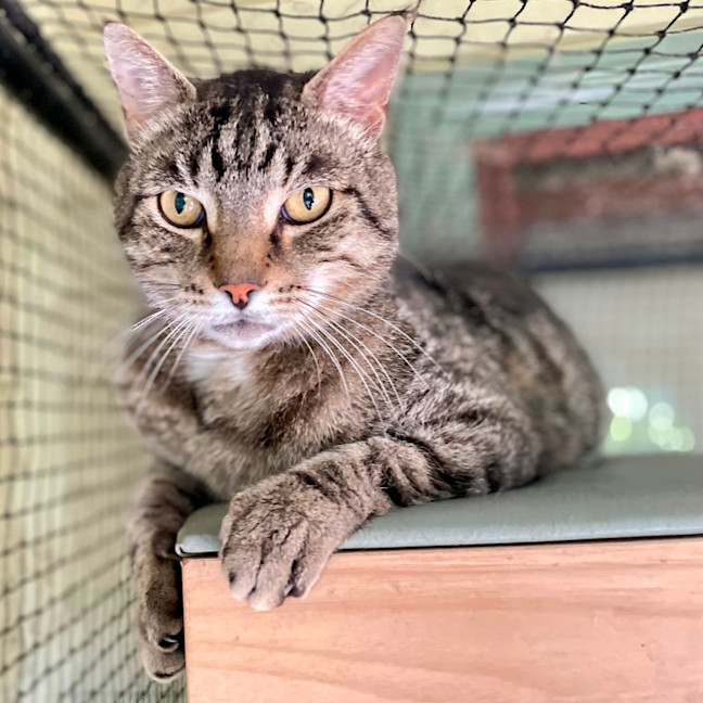 Photo of Tiger