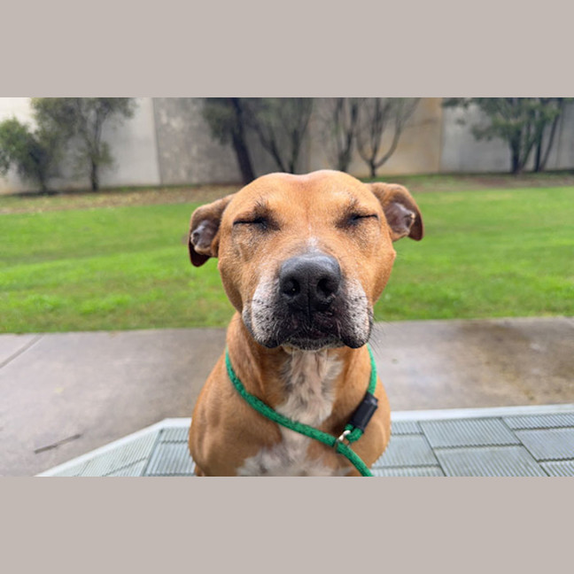Photo of Bindi