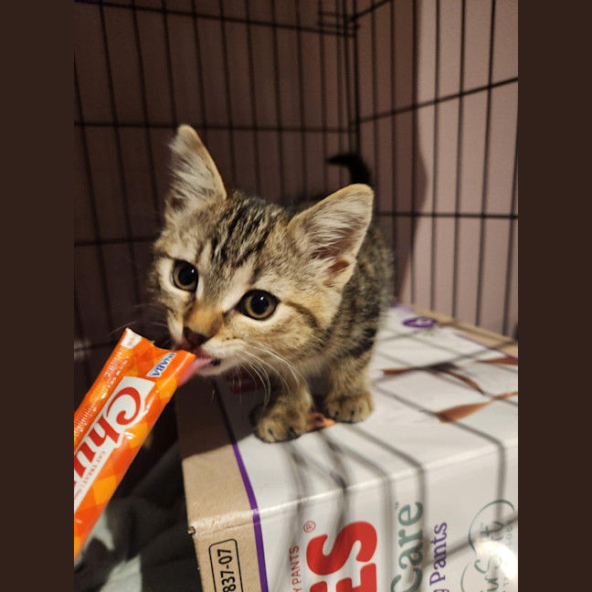 Photo of Margot   Located In Templestowe