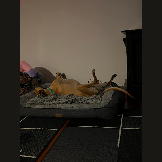 Photo of Sandy, The Greyhound