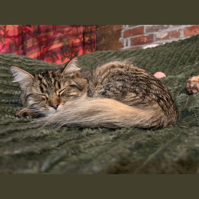 Photo of Penelope & Marshmellow 