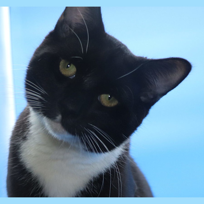 Photo of Les   Now At Pet Quarters Tuggerah