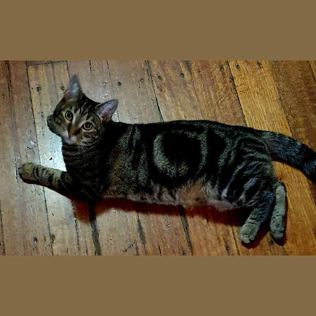 Photo of Shanti