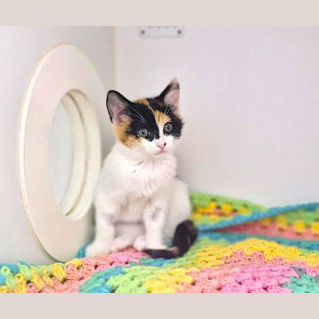 Photo of Waffles
