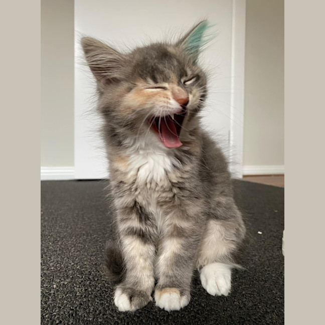 Photo of Milli