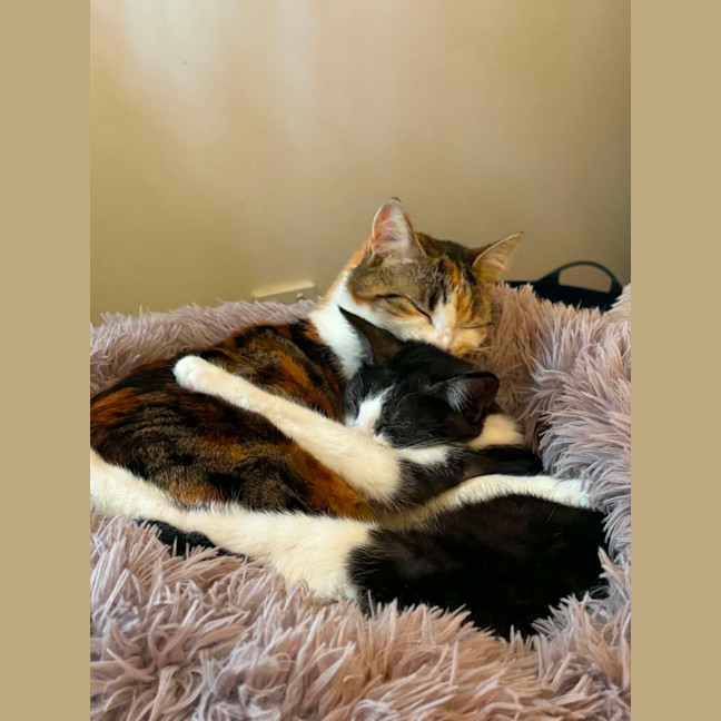 Photo of Comet *9 Lives Project Rescue*