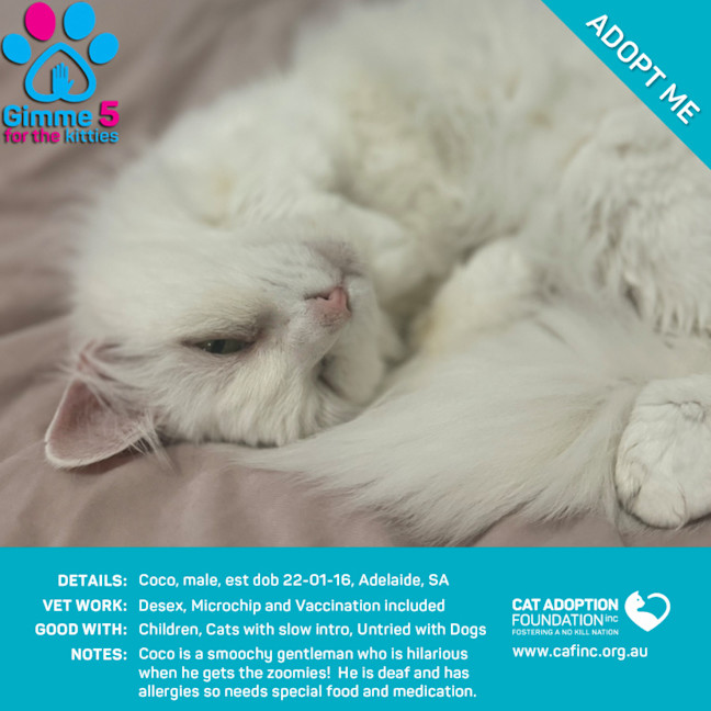 Photo of Coco Only $50 Limited Time!