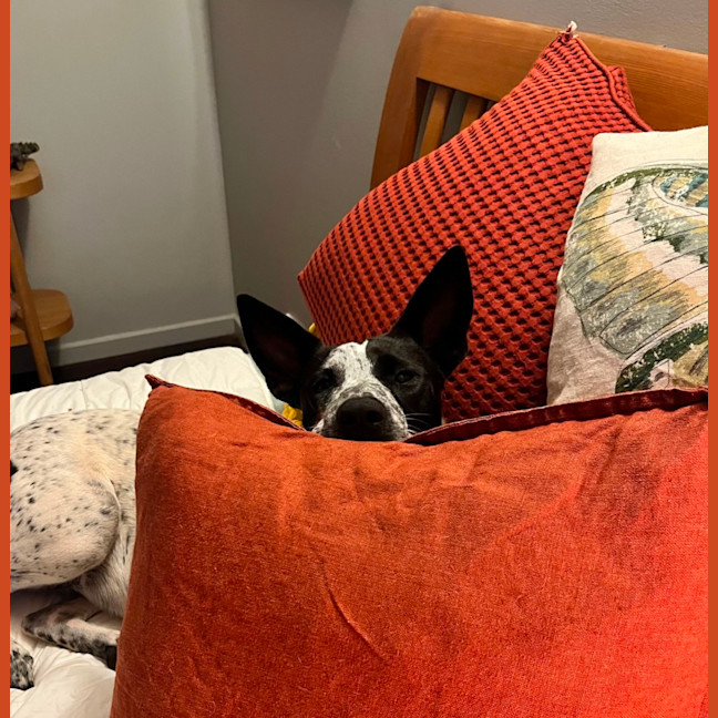 Photo of Daisy