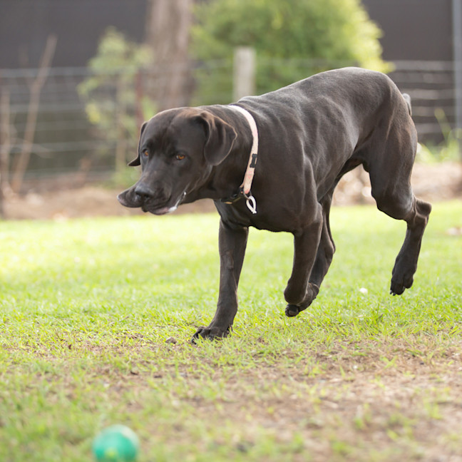 Photo of Jett