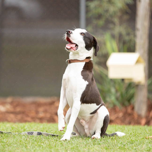 Photo of Oscar