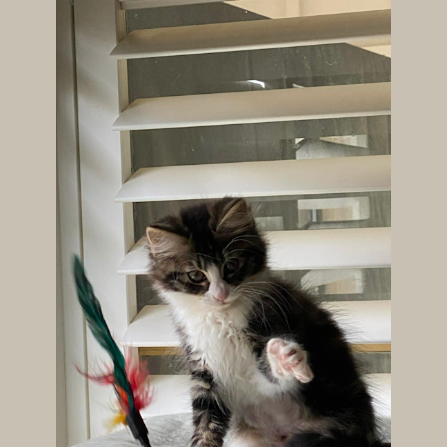 Photo of Lorrie *9 Lives Project Rescue*